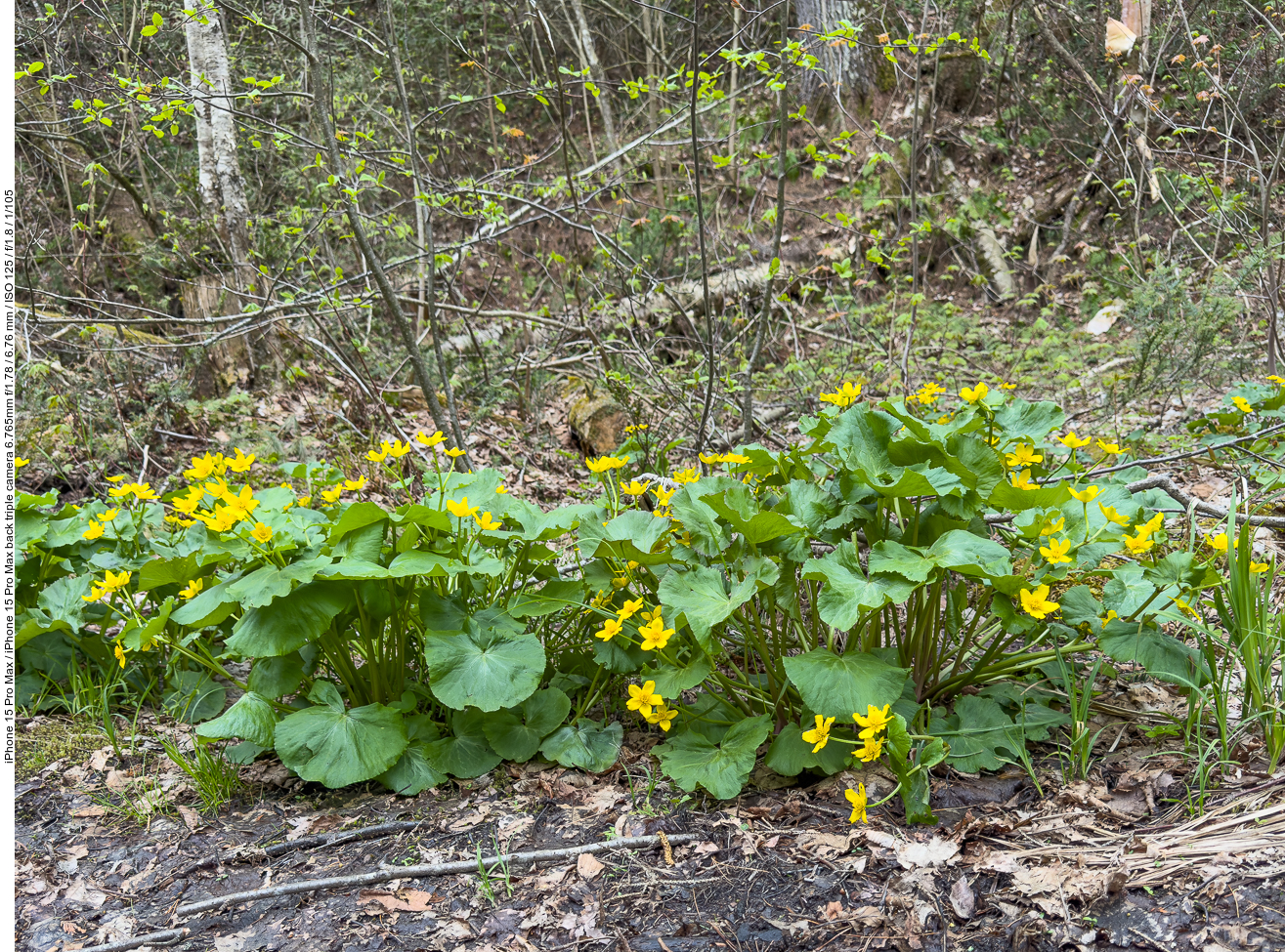 Sumpfdotterblume [Caltha palustris]