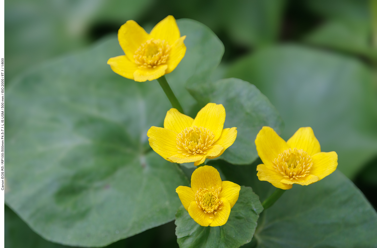 Sumpfdotterblume [Caltha palustris]