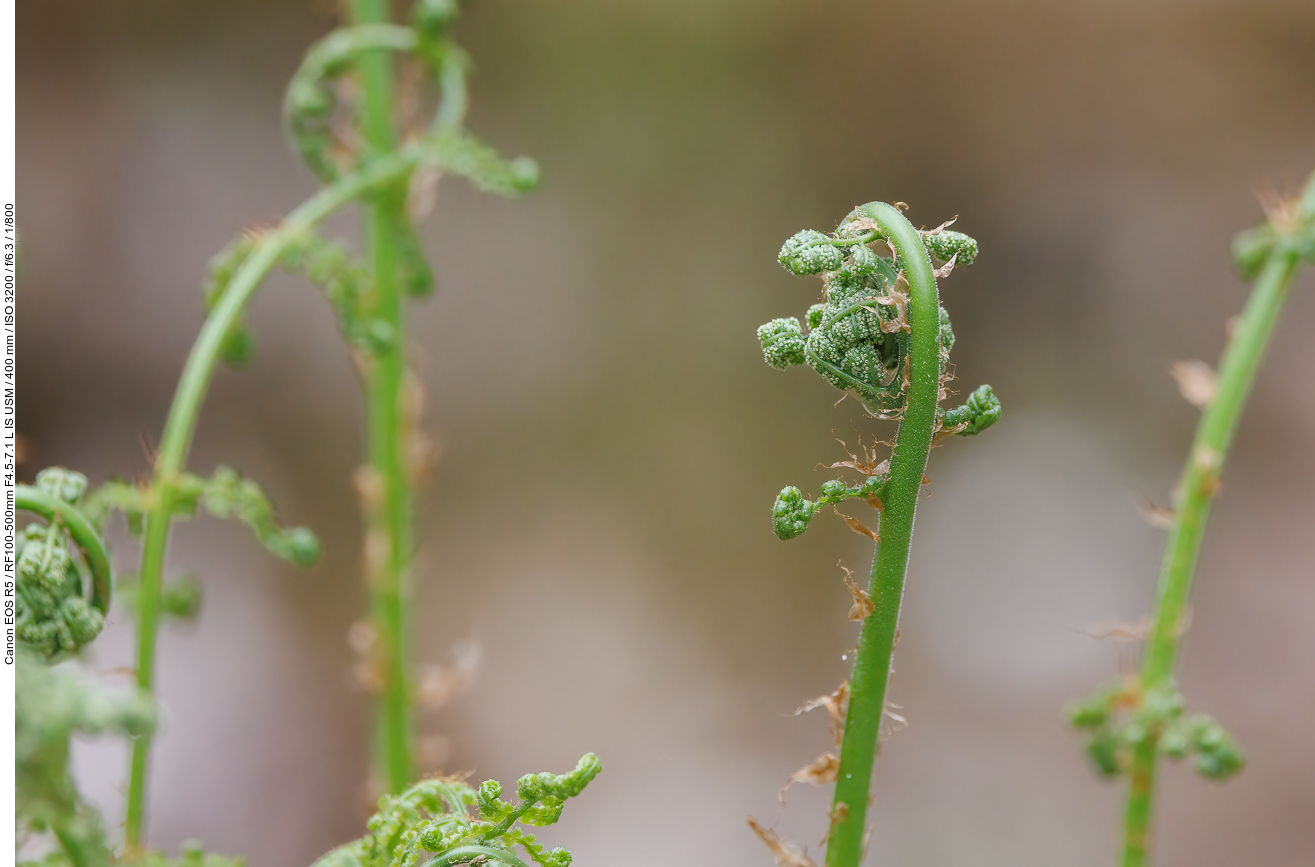 Gewöhnlicher Wurmfarn [Dryopteris filix-mas]