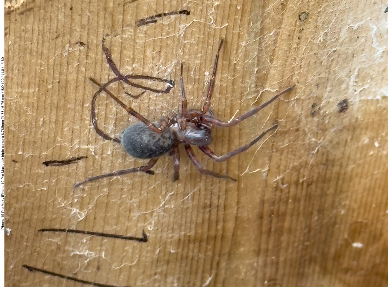 Spinne am Abend, erfrischend und labend ;-)