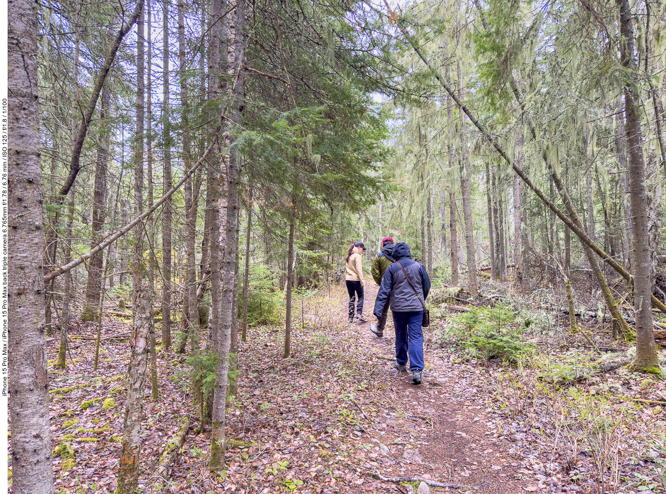 Im Wald merkt man kaum noch etwas vom Regen
