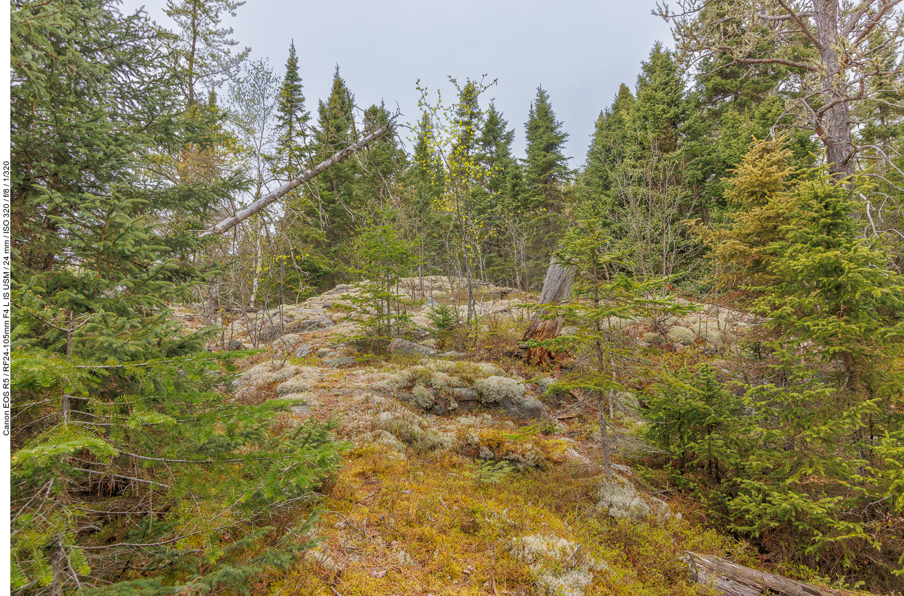 Moose und Flechten wachsen auf den Felsen