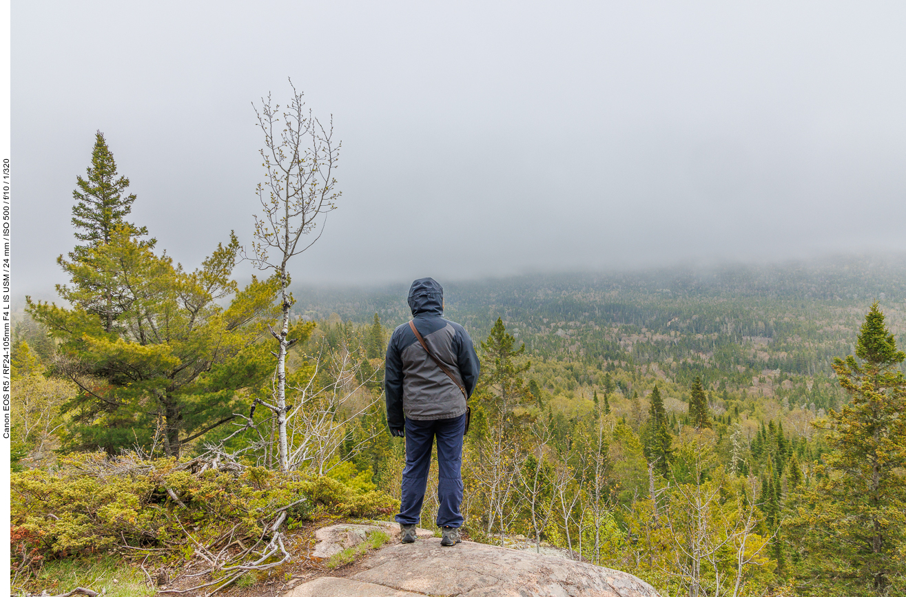 Ausblick über den Wald