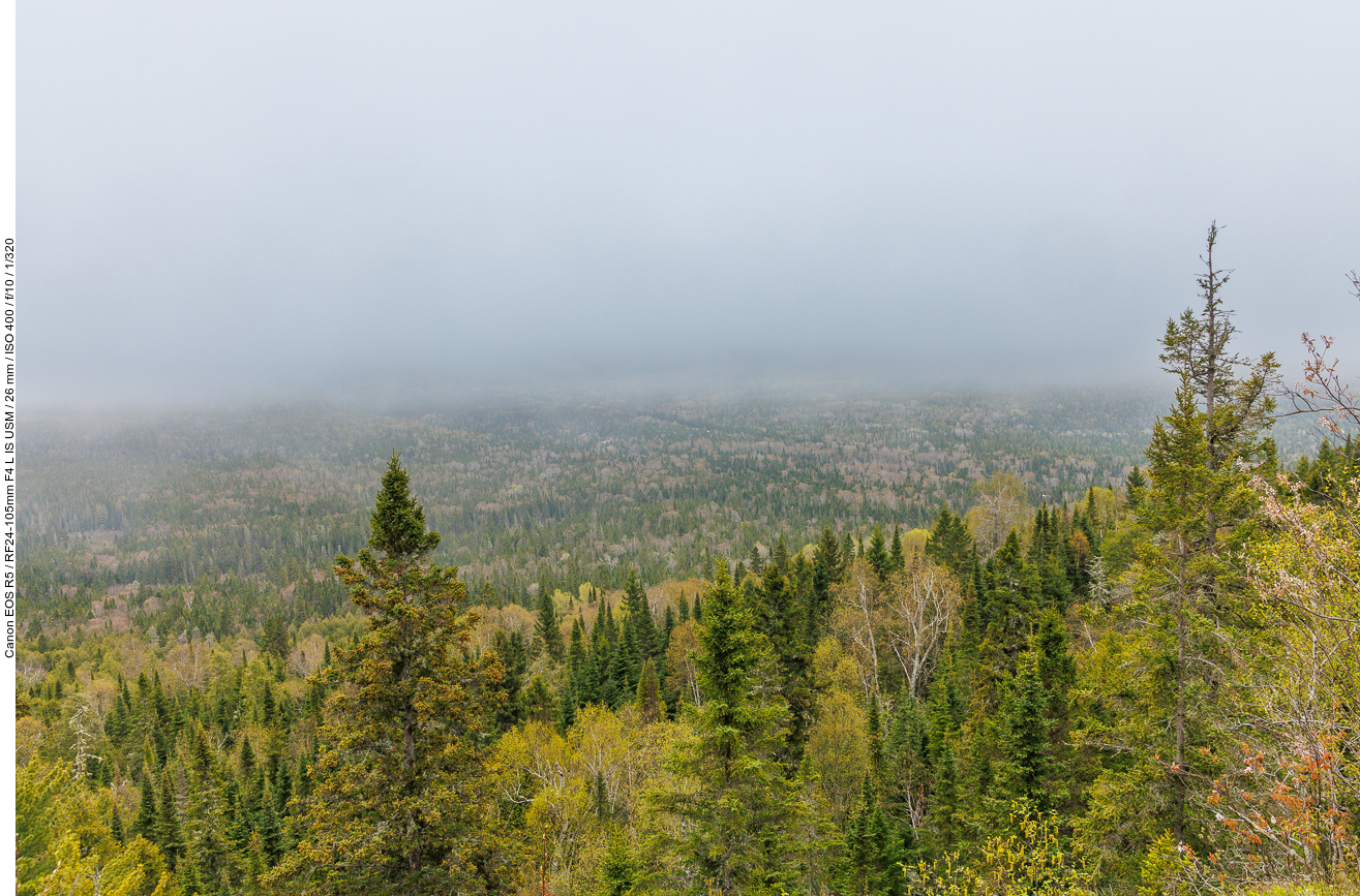 Ausblick über den Wald