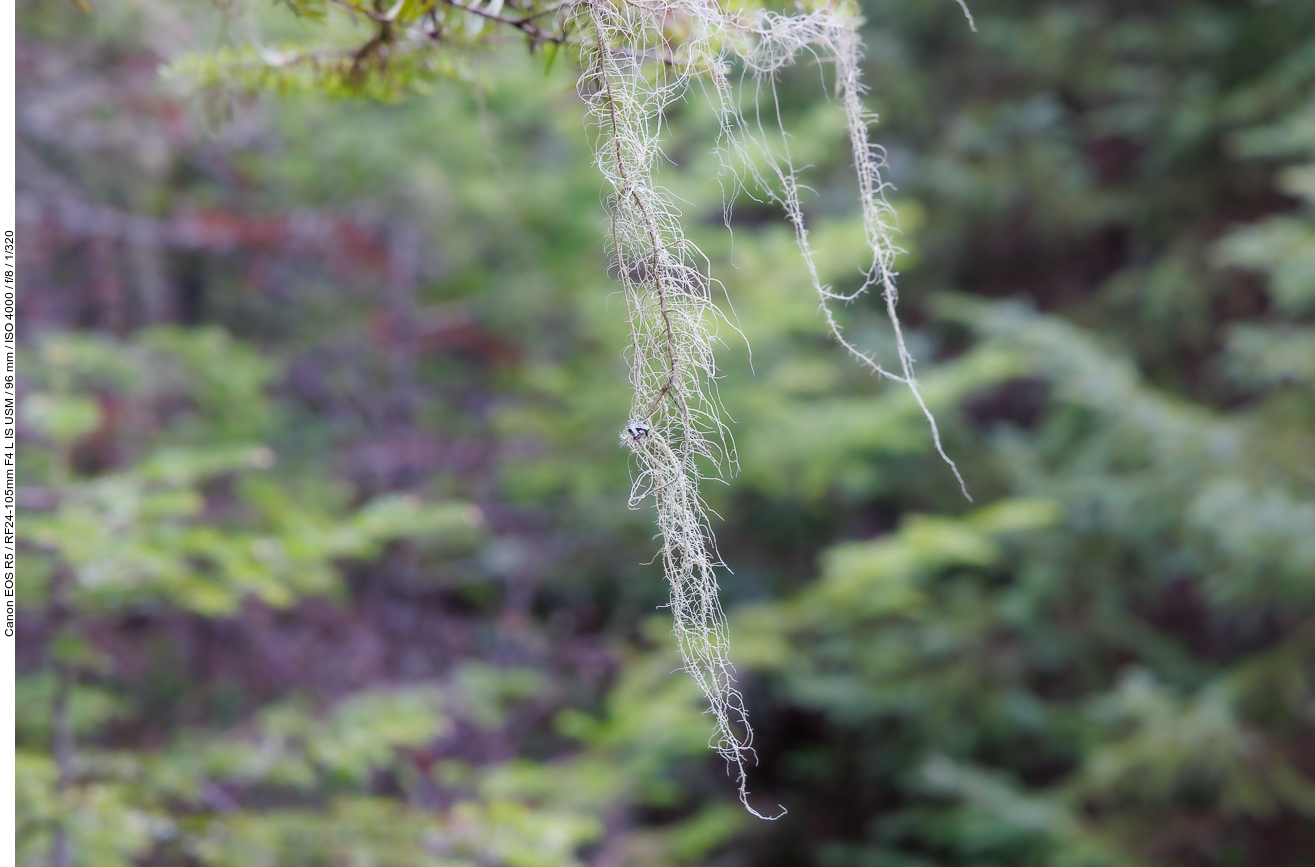 Spanish Moss