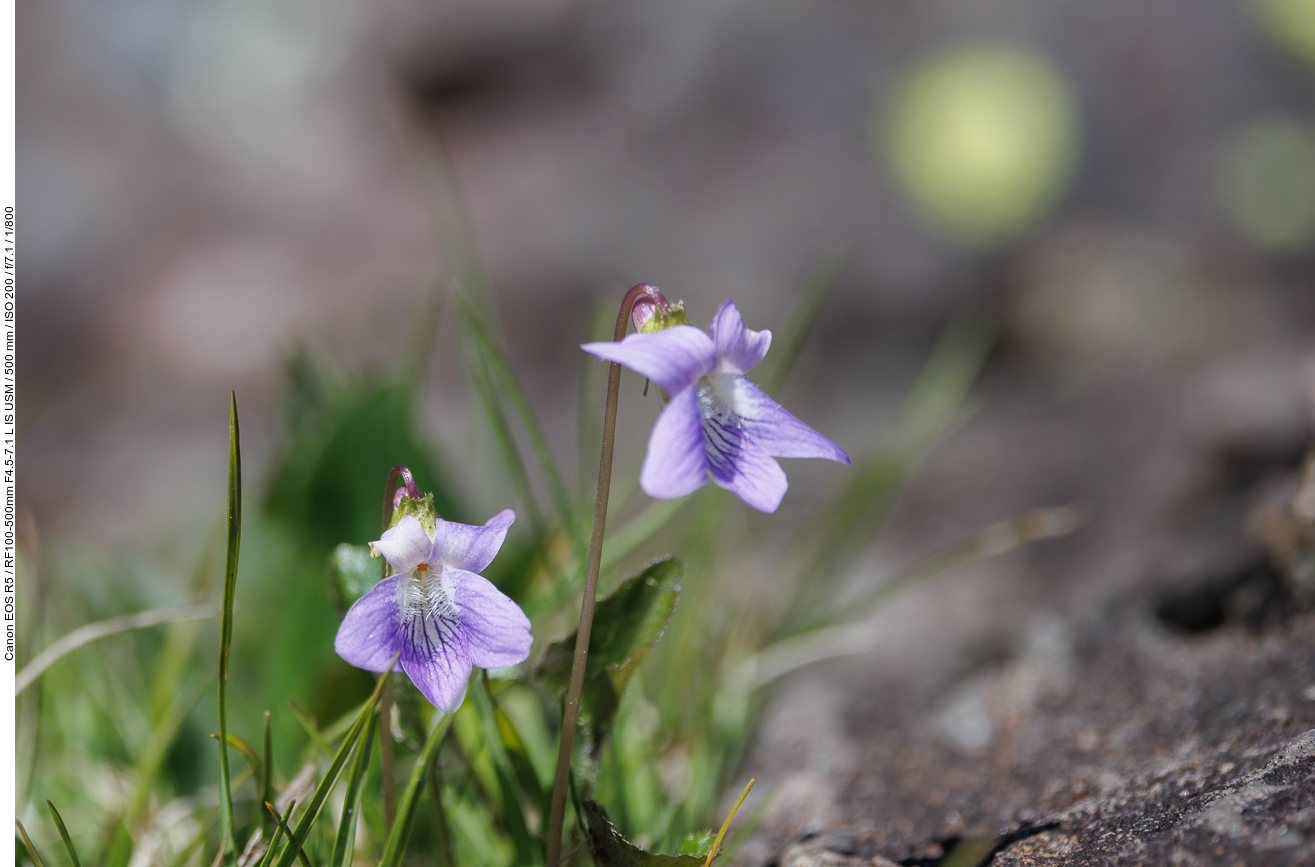 Sumpf-Veilchen [Viola Palustris]