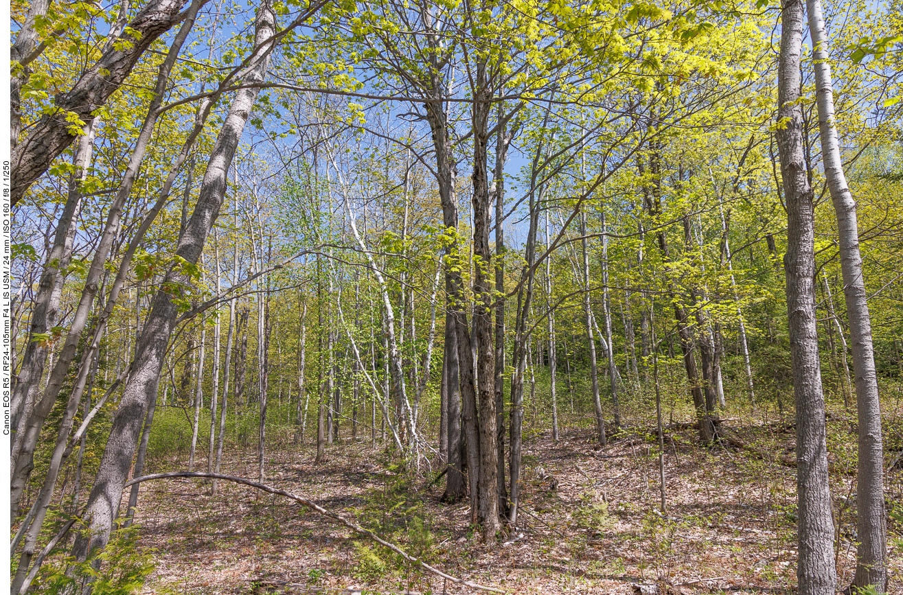 ... geht es durch den Wald