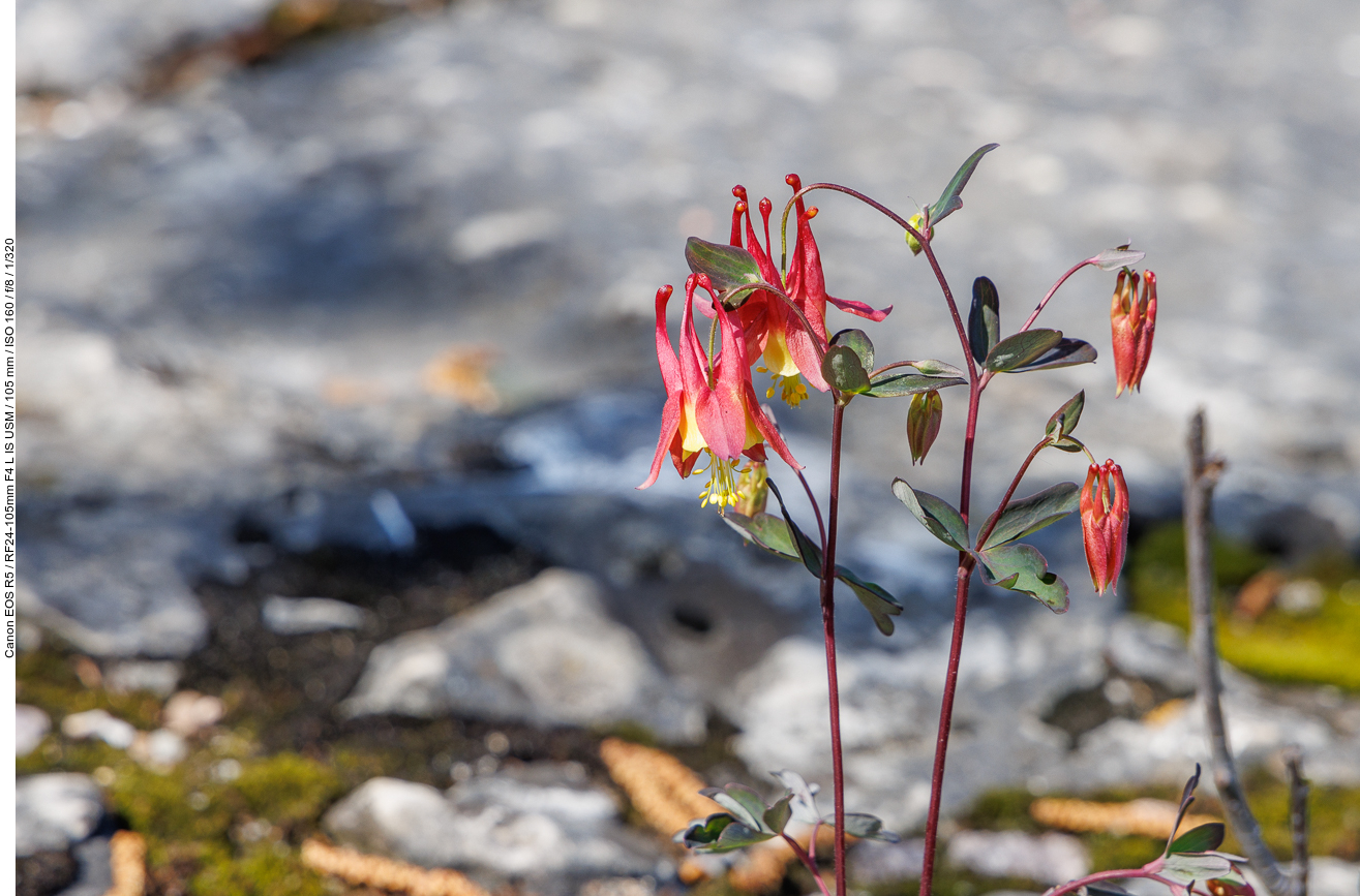 ... blühen die Rote Akelei [Aquilegia canadensis] ...