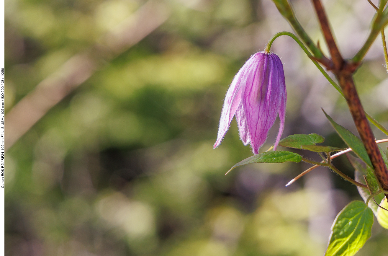 ... und die Amerikanische Alpen-Waldrebe (Western blue virginsbower) [Aquilegia canadensis]