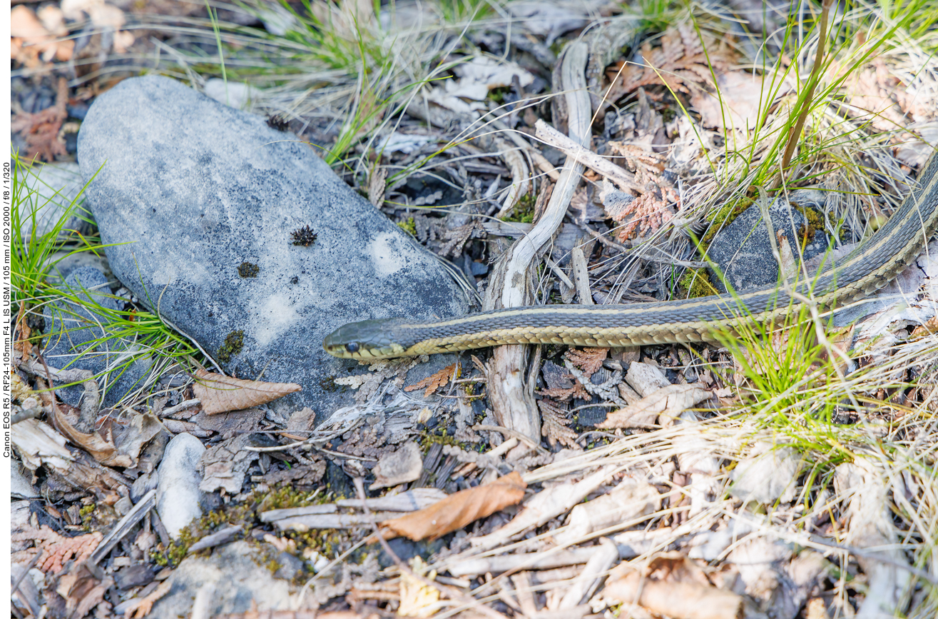 Butlers Strumpfbandnatter (Butler's garter snake) [Thamnophis butleri] - nicht giftig ;-)