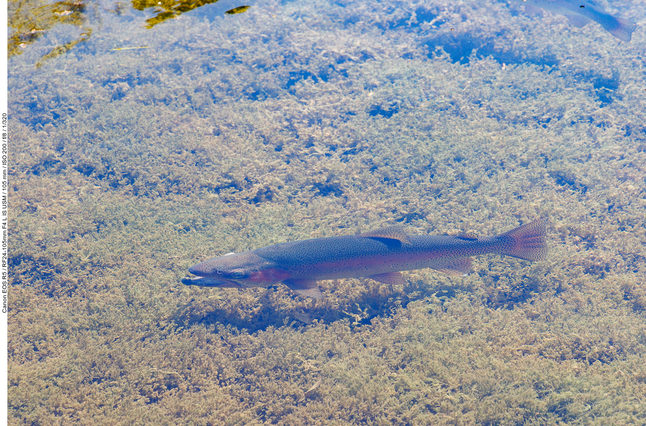 ... Regenbogenforellen (Oncorhynchus mykiss]