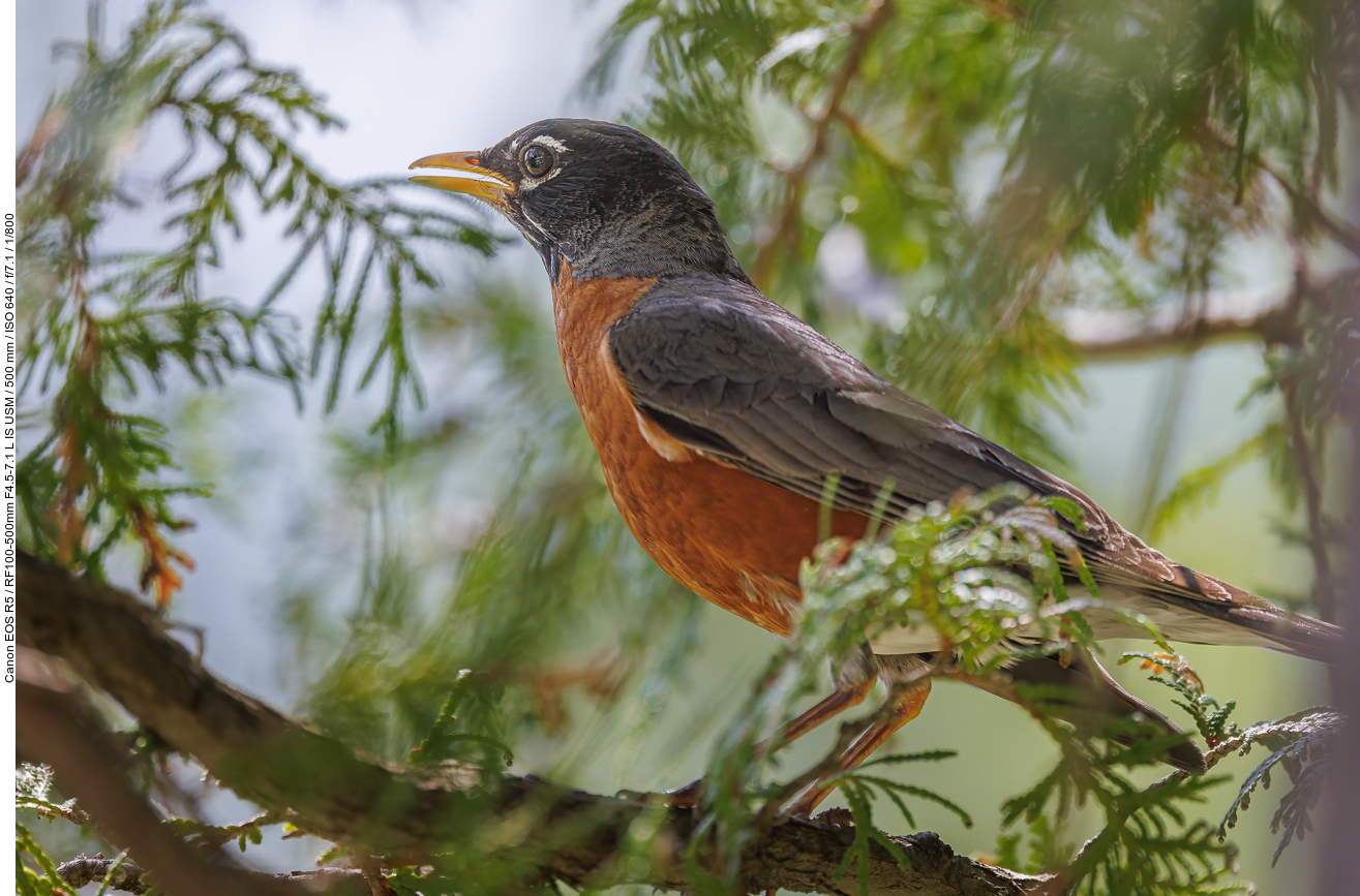 Wanderdrossel [Turdus migratorius]
