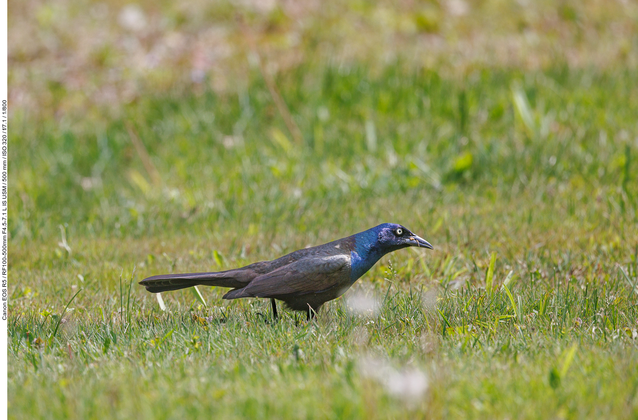 Purpurgrackel (Common grackle) [Quiscalus quiscula]