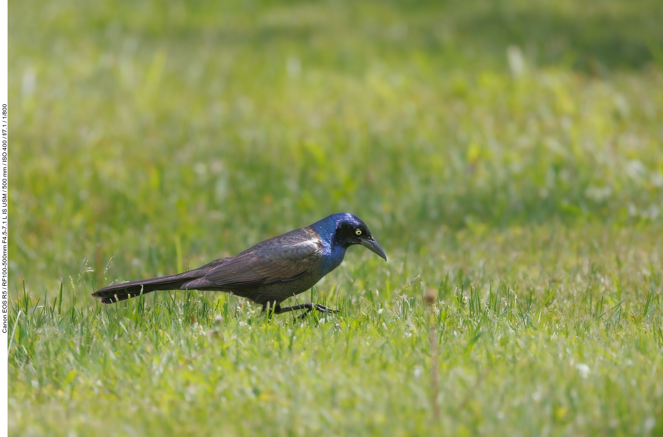 Auch dieser schöne Vogel taucht hier öfter auf ...