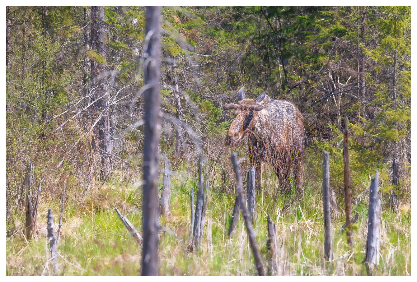 Natürlich ist der Elch, neben dem Bären, eines der am liebsten gesehenen Tiere in Kanada