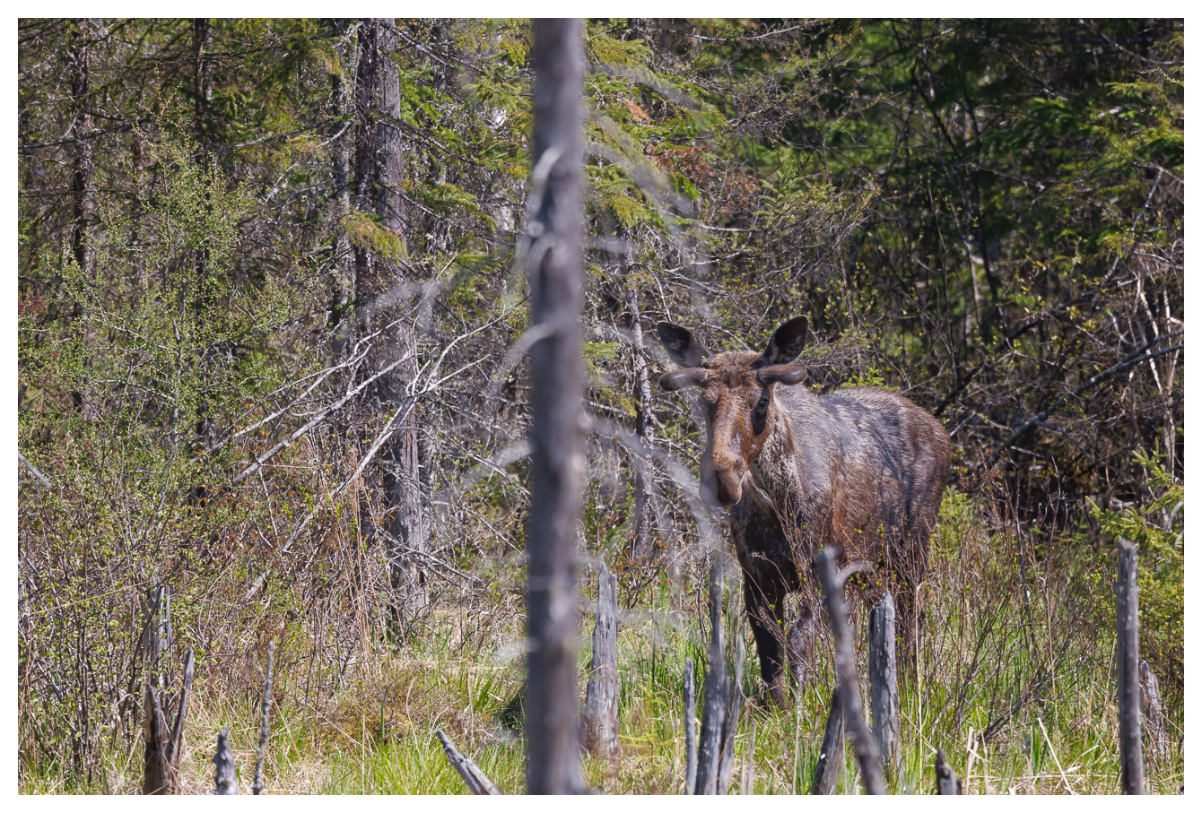 Elch [Alces alces]