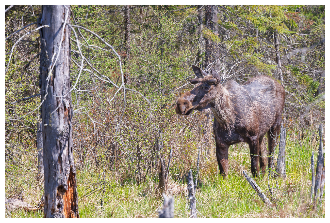 Ruhig stand dieser Elch im Wald und fraß die Blätter von den Bäumen