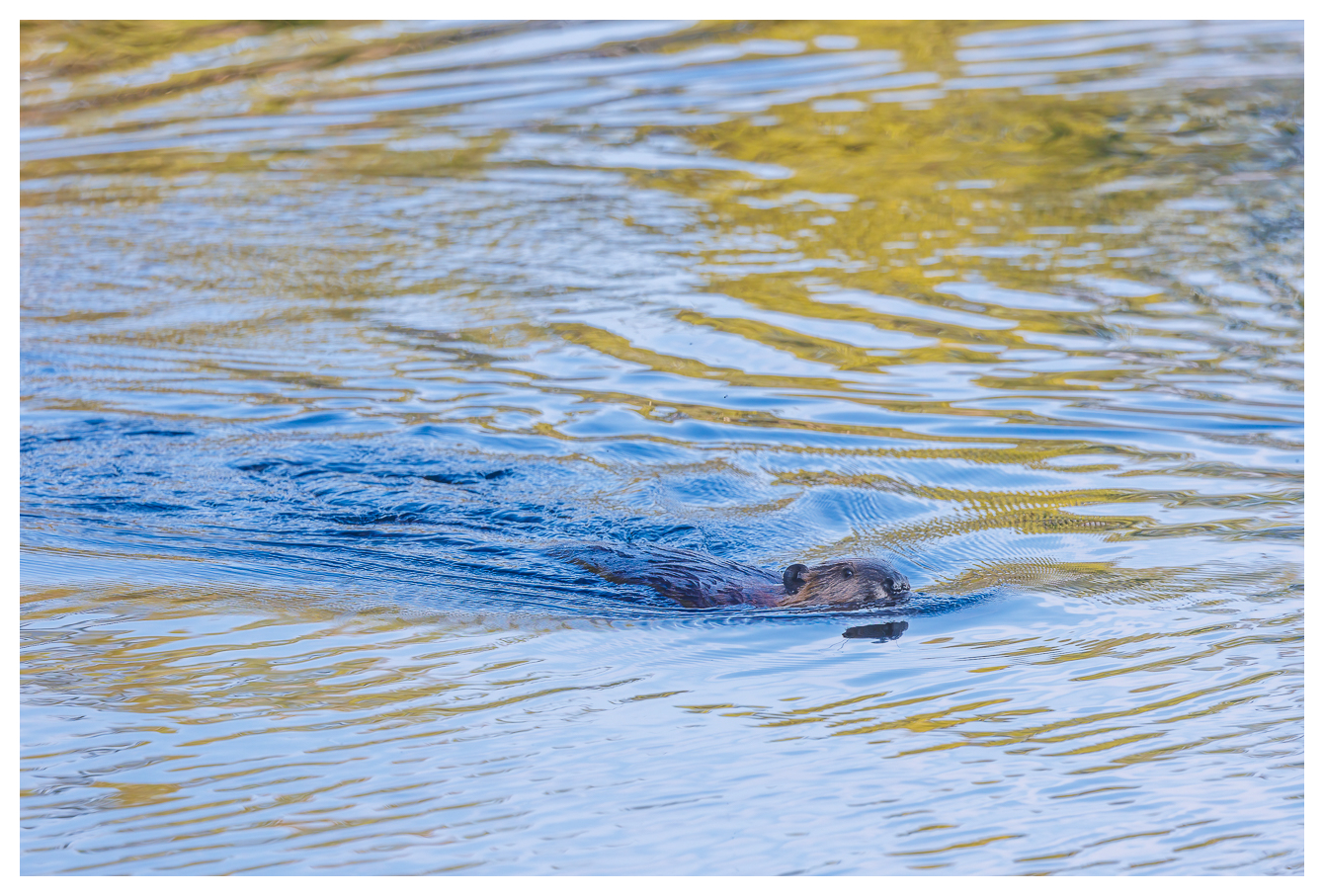 Kanadischer Biber [Castor canadensis]