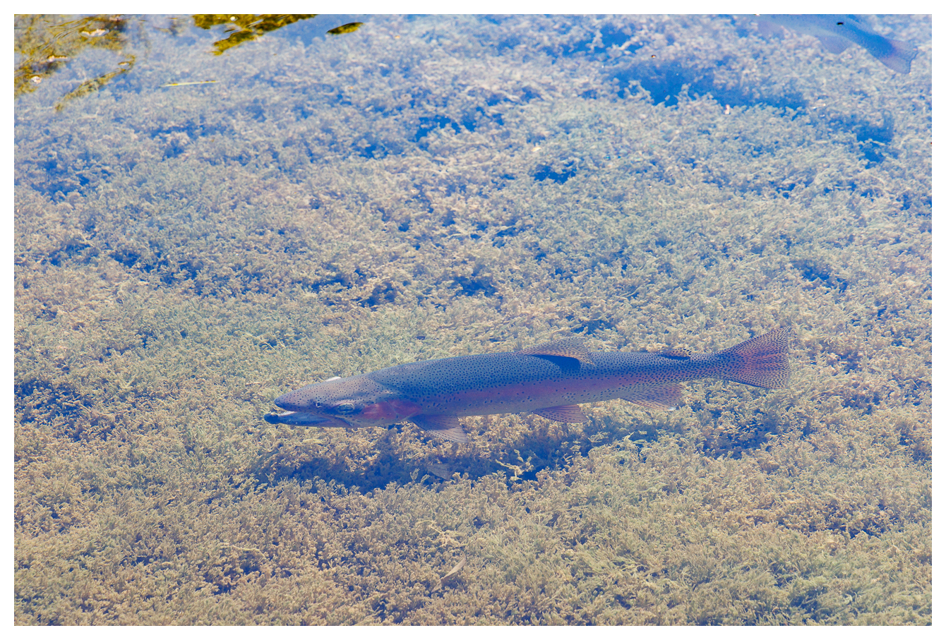 Auch die Regenbogenforelle [Oncorhynchus mykiss] lebt her in den Gewässern