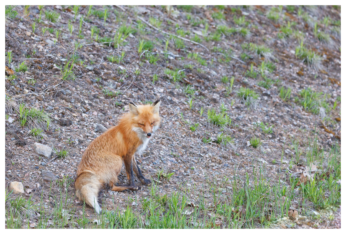 Rotfuchs [Vulpes vulpes]