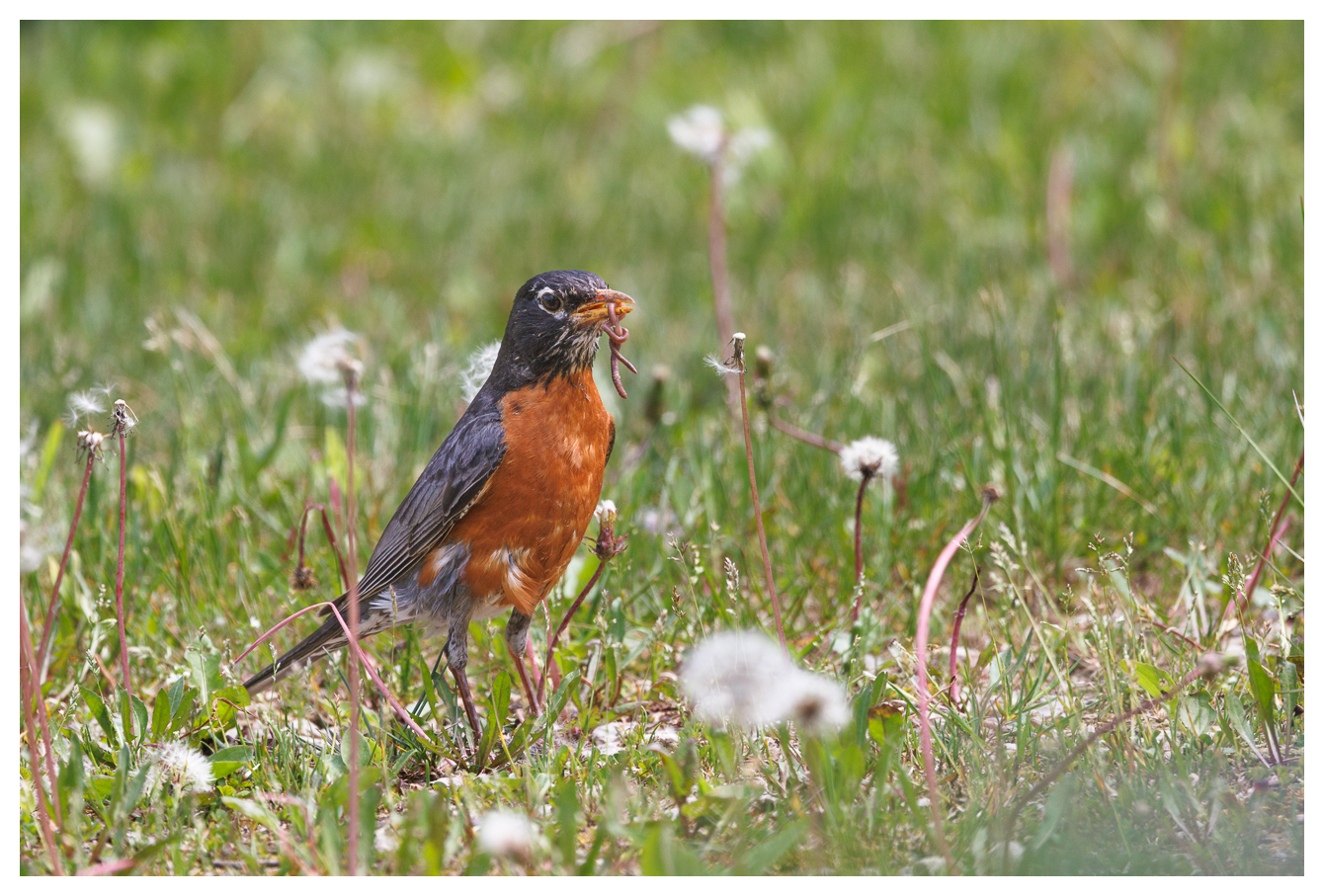 Wanderdrossel [Turdus migratorius]