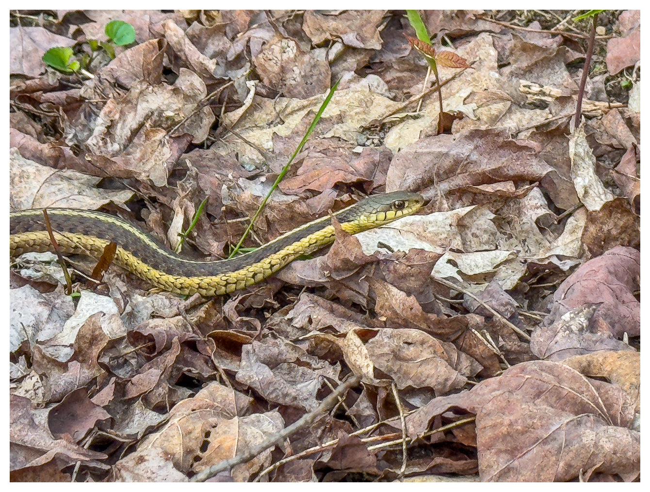 Butlers Strumpfbandnatter [Thamnophis butleri]