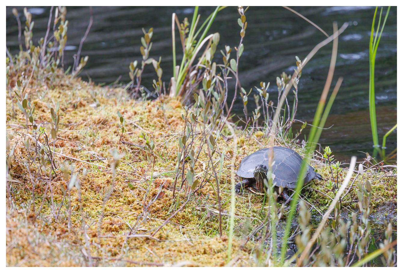 Schildkröten bekamen wir an den Gewässern oft zu sehen