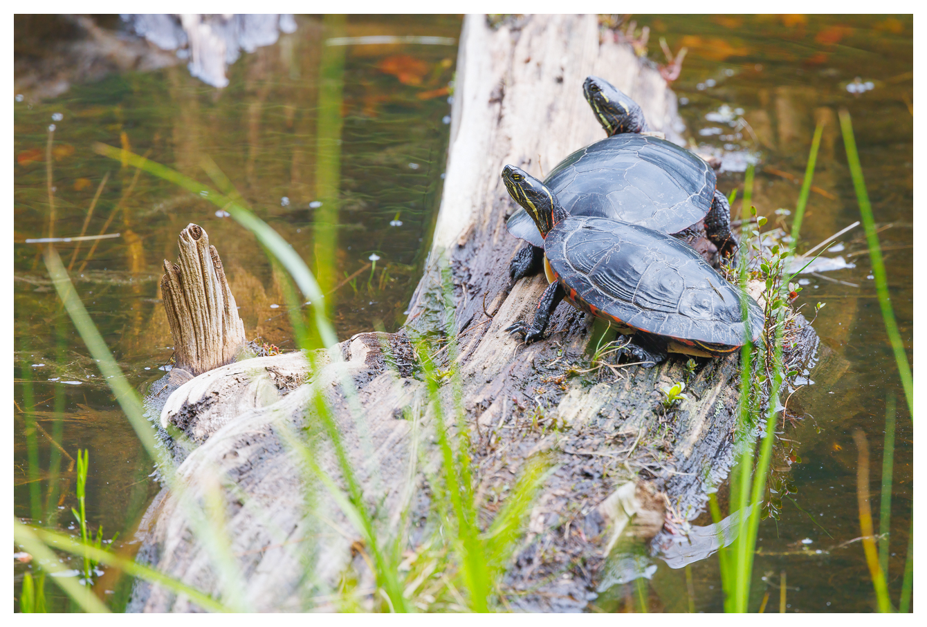 Zierschildkröte [Chrysemys picta]