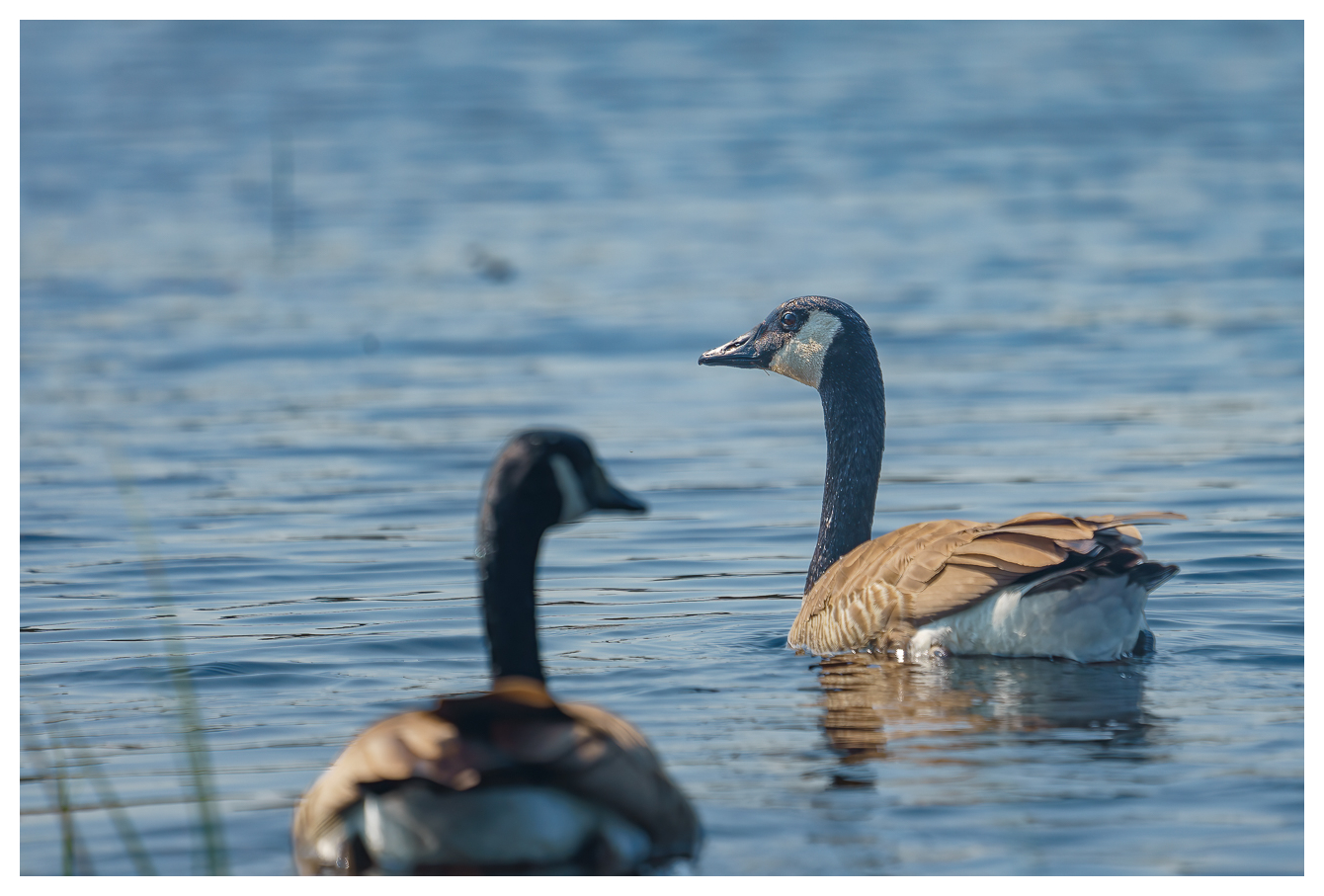 Kanadagänse [Branta canadensis](Foto: Kim) 