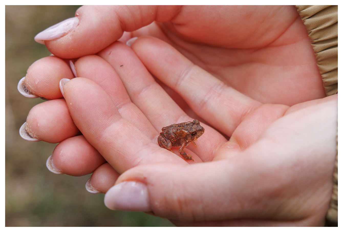 Junge Erdkröte [Bufo bufo]