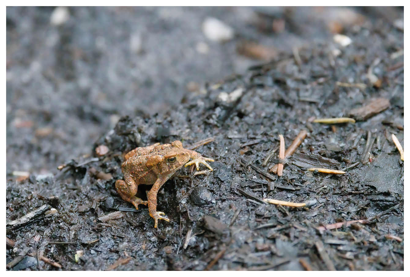 Erdkröte [Bufo bufo]