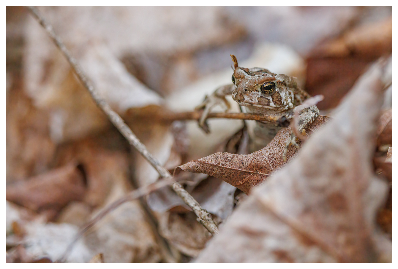 Eastern American Toad [Anaxyrus americanus]