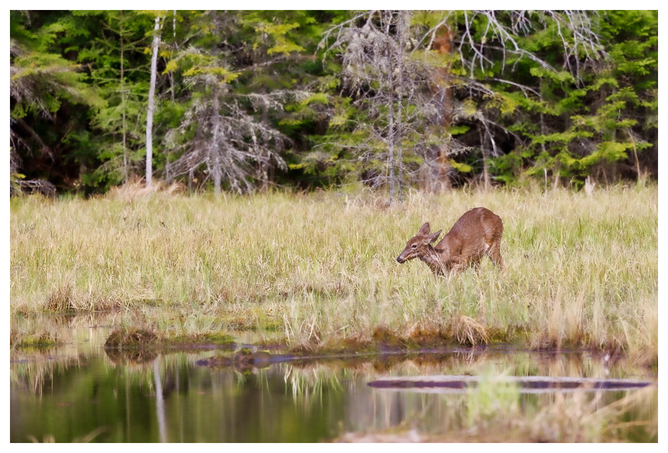 Am Ende des Beaver Pond Trails entdeckten wir diese Hirschkuh