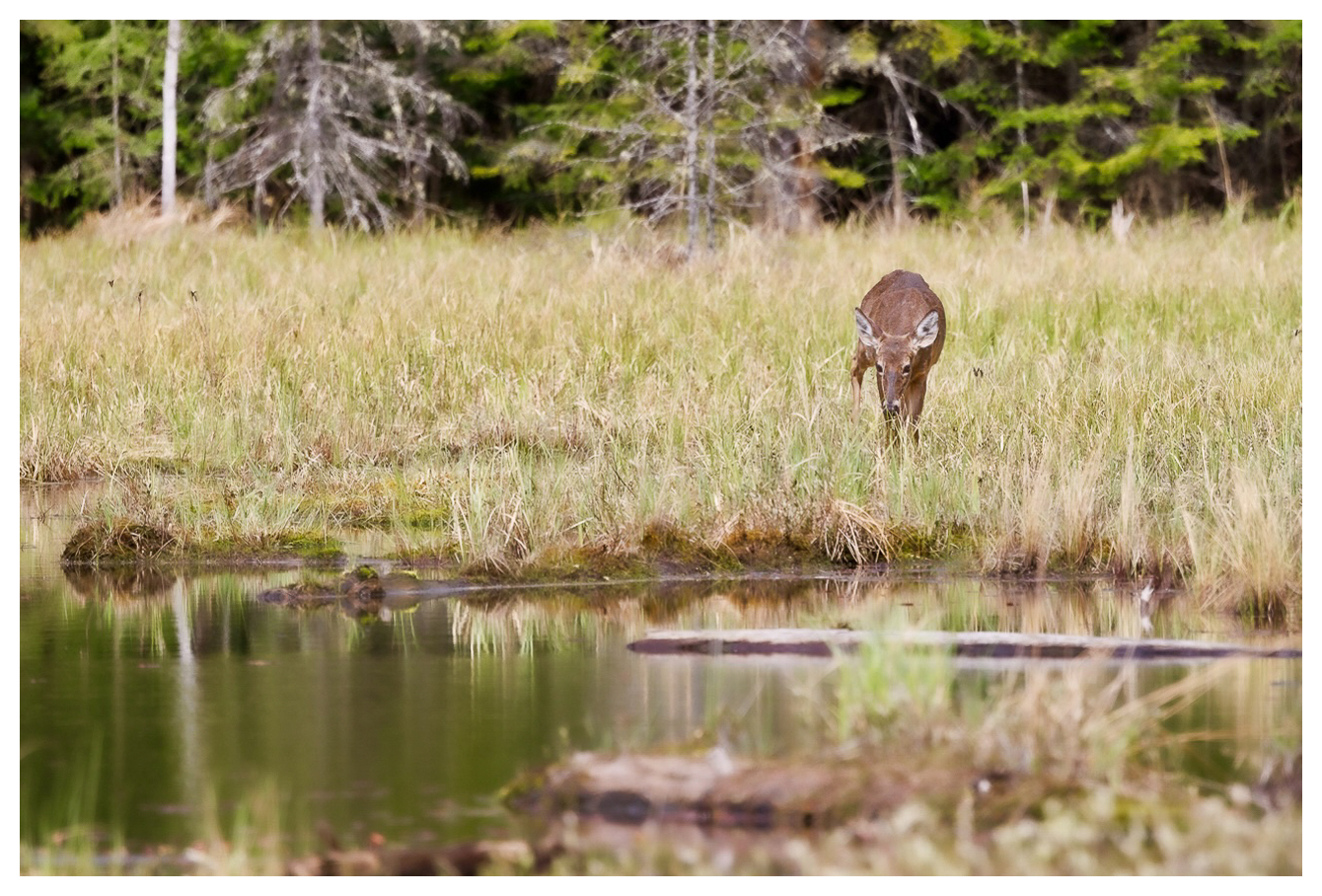 Weißwedelhirsch [Odocoileus virginianus]