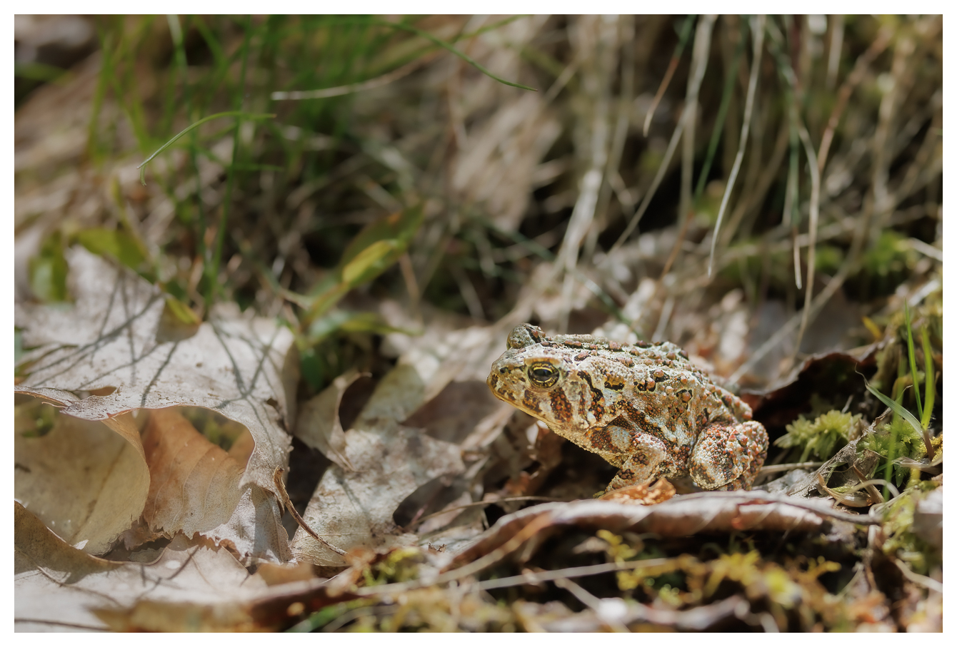 Eastern American Toad [Anaxyrus americanus]