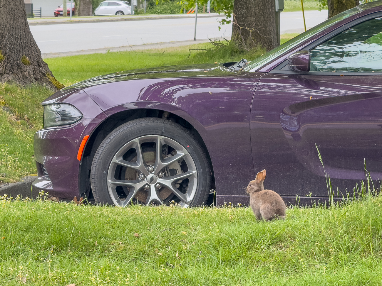Das erste Wildlife am Hotel, noch bevor wir das Wohnmobil abholen ;-)