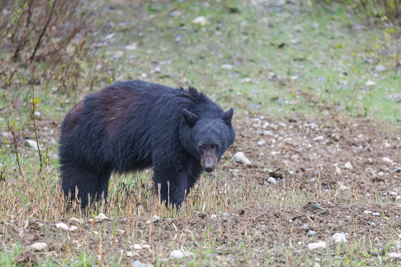 Amerikanischer Schwarzbär [Ursus americanus] auch Baribal genannt