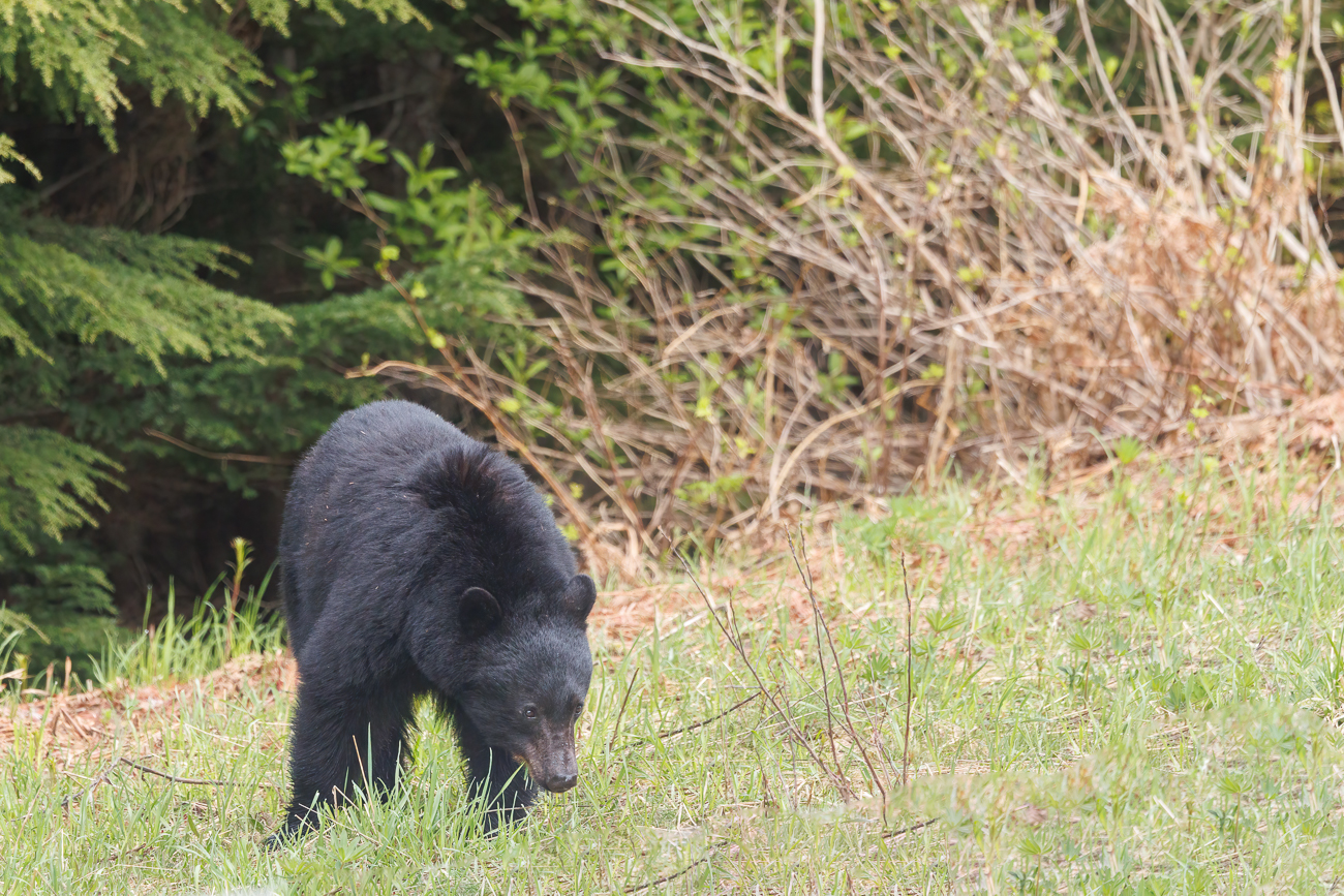 Auch diese Tiere reagieren scheu ...