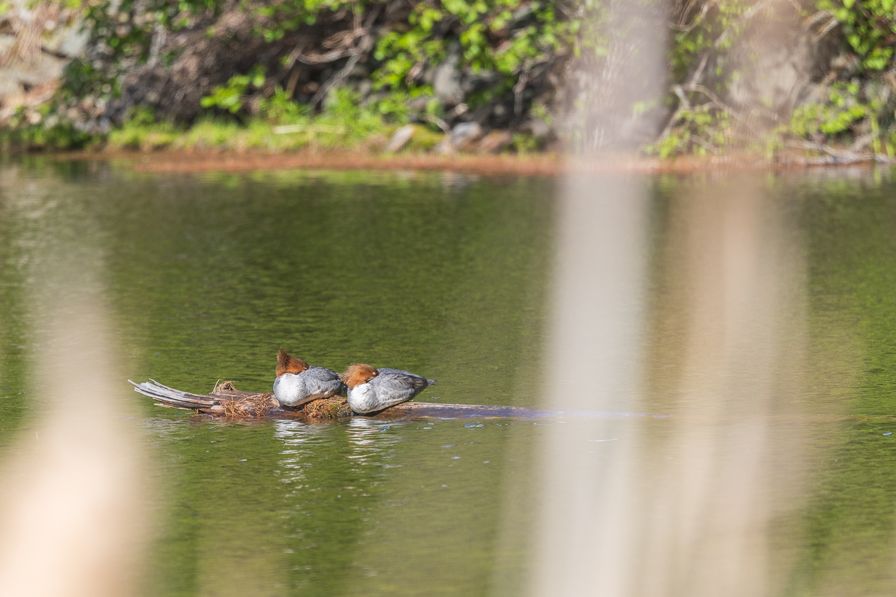 ... ein Pärchen Gänsesäger [Mergus merganser] macht es sich hier gemütlich