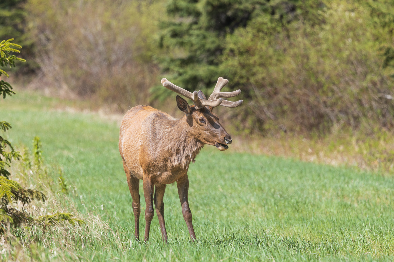 ... treffen wir auf einige Wapitis [Cervus canadensis], auch Elk genannt