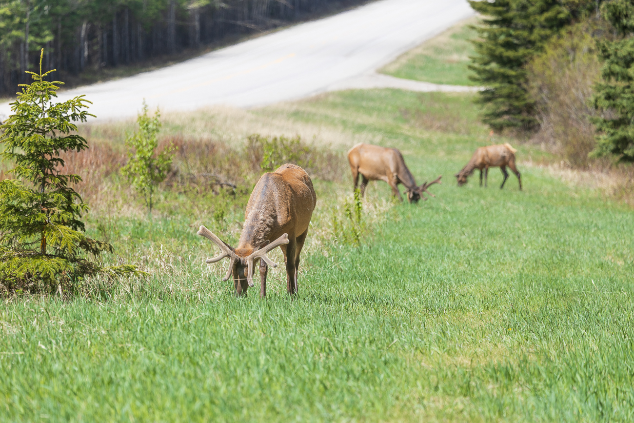 Die Tiere grasen entspannt am Straßenrand ...