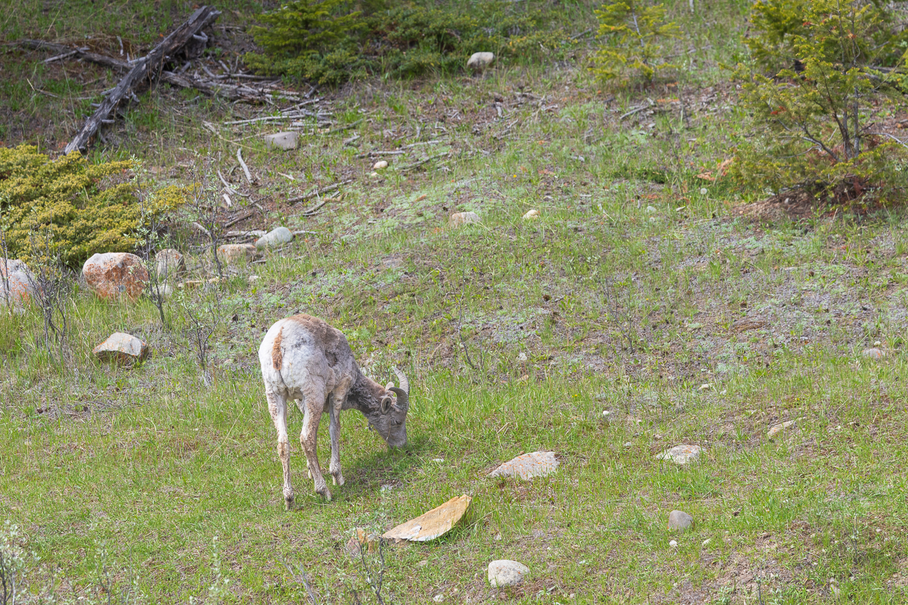 Weibliches Dickhornschaf [Ovis canadensis] (Bighorn)