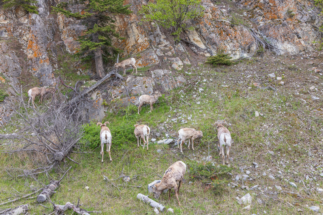 Bighorns an einer Wand neben der Straße