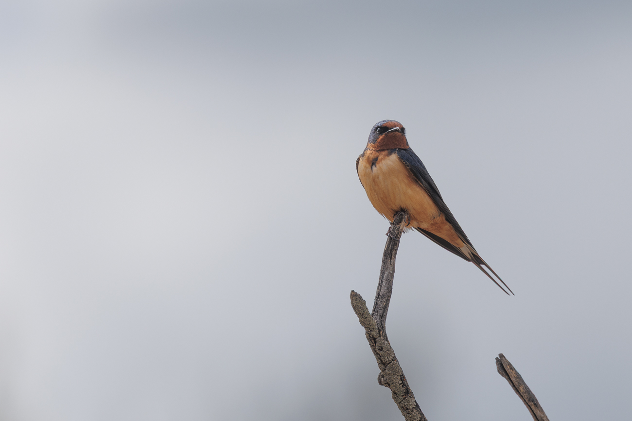 Rauchschwalbe [Hirundo rustica]