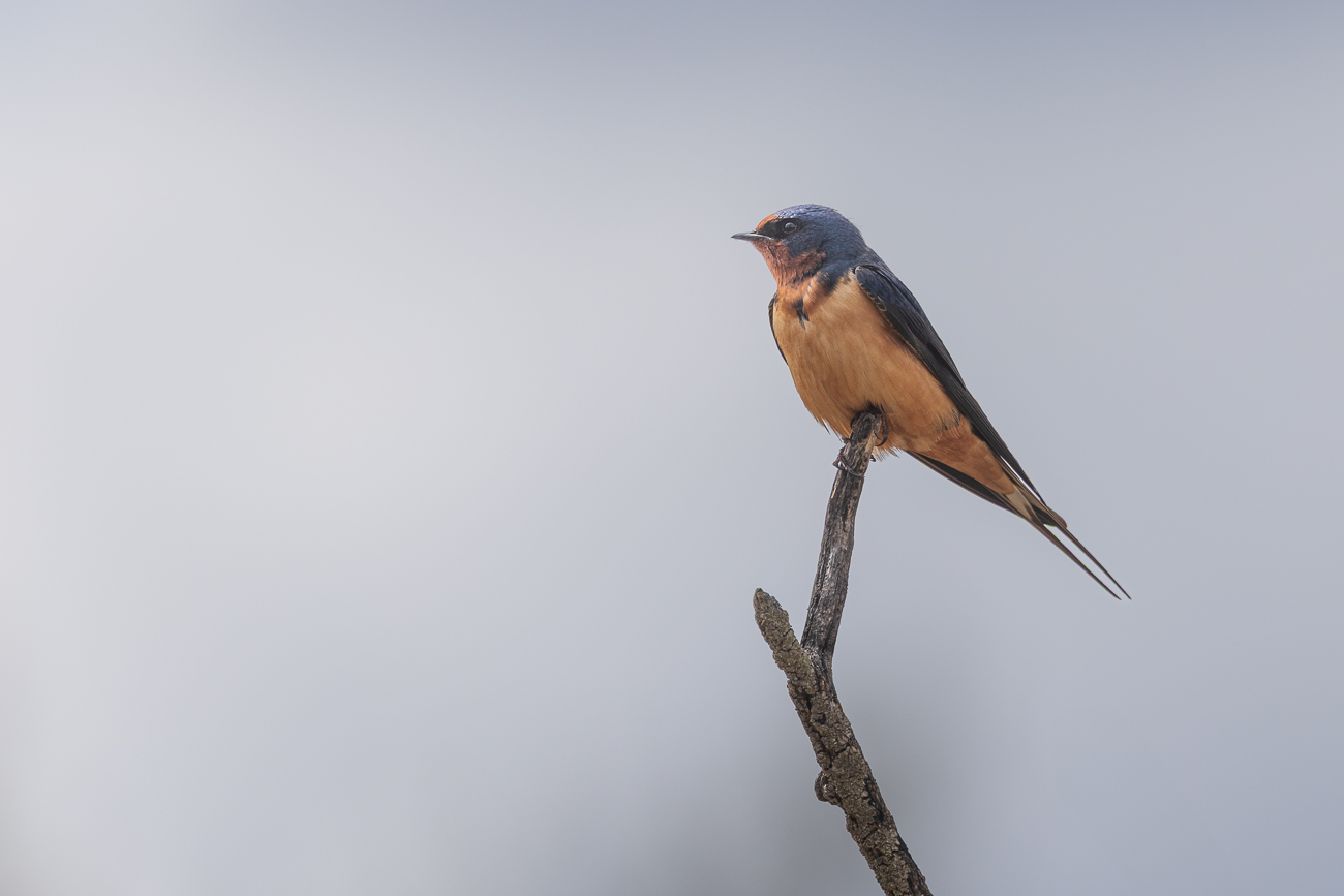 Rauchschwalbe [Hirundo rustica]