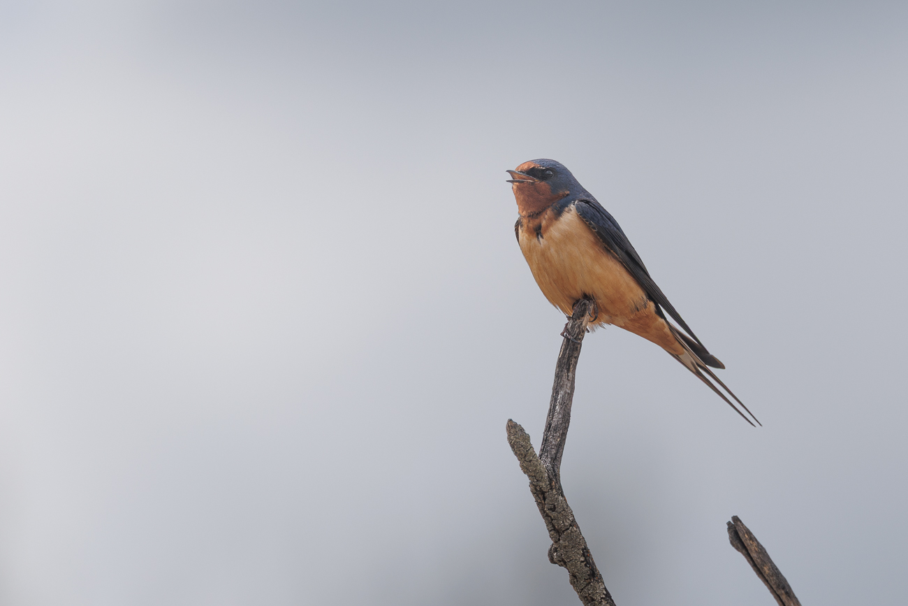 Rauchschwalbe [Hirundo rustica]