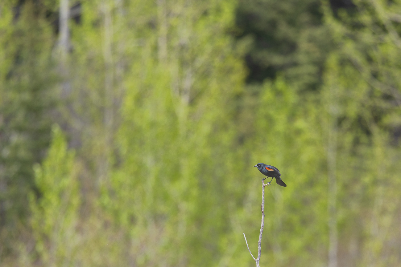 Rotflügelstärling [Agelaius phoeniceus]
