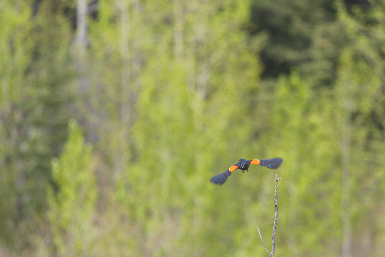 Er ist ein Vogel aus der Familie der Stärlinge (Icteridae) ...