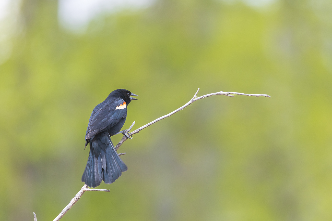 ... und fliegen singend zu den Mensche hin