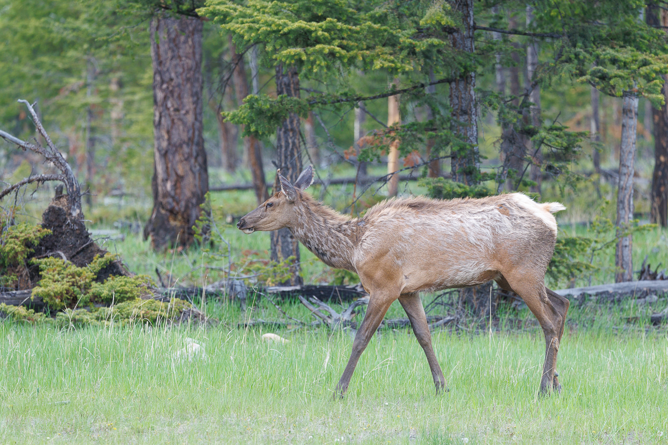 Wapiti-Kuh
